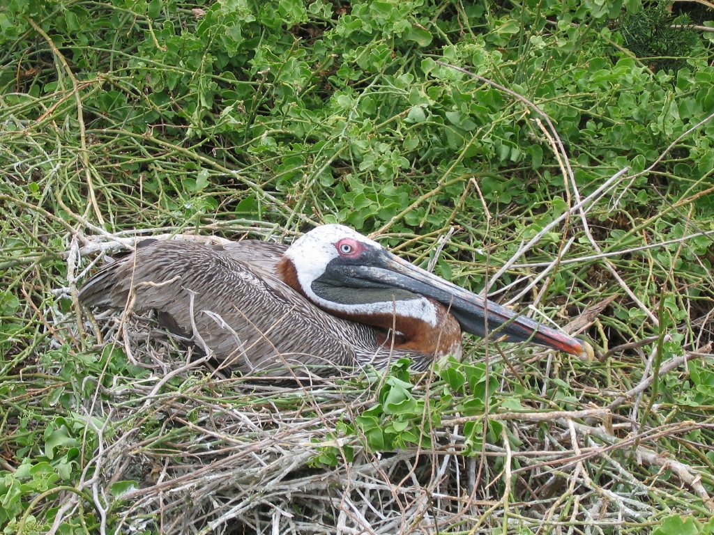 01-Pelican nesting.jpg - Pelican nesting